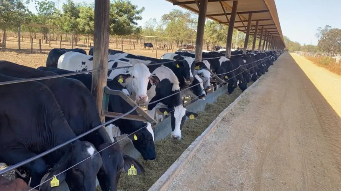 Foto 9 de Fazenda / Haras à venda, 940m2 em Joao Pinheiro - MG