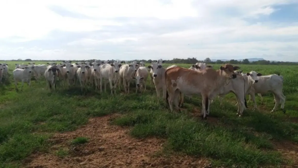 Foto 1 de Fazenda / Haras à venda, 529m2 em Taguatinga - TO