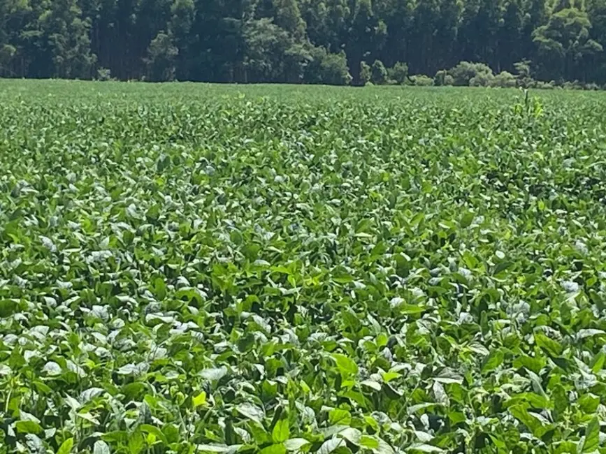 Fazenda / Haras à venda, 140m2 em Área Rural de Itapetininga, Itapetininga - SP - imagem 7 Foto 7 de Fazenda / Haras à venda, 140m2 em Área Rural de Itapetininga, Itapetininga - SP