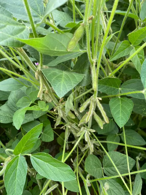 Fazenda / Haras à venda, 140m2 em Área Rural de Itapetininga, Itapetininga - SP - imagem 3 Foto 3 de Fazenda / Haras à venda, 140m2 em Área Rural de Itapetininga, Itapetininga - SP