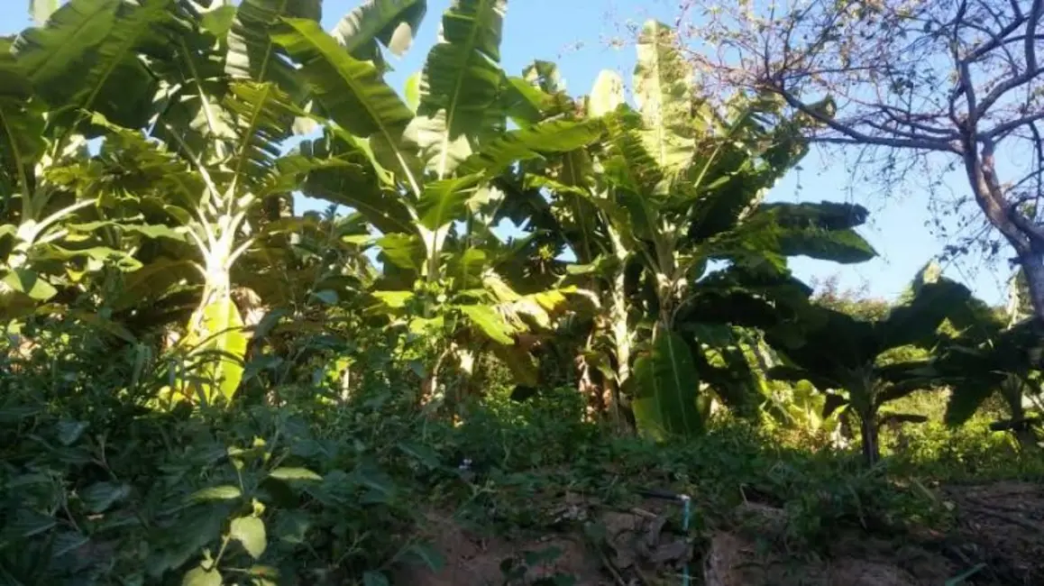 Foto 3 de Fazenda / Haras à venda, 60m2 em Itinga - MG