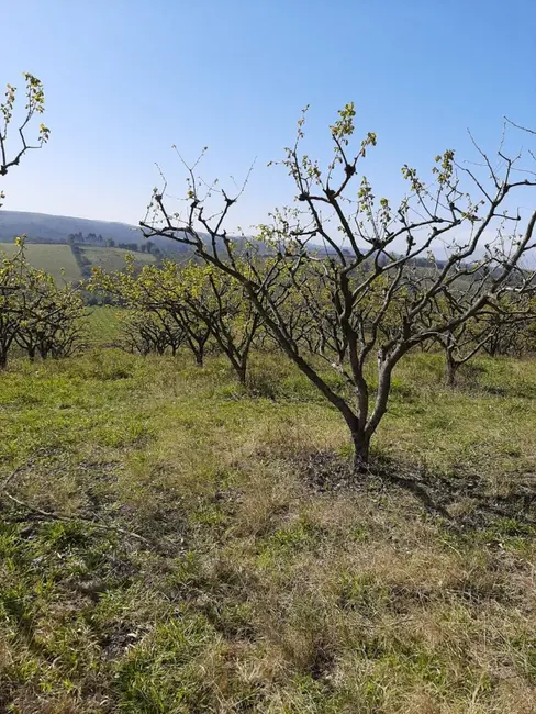 Foto 4 de Fazenda / Haras à venda, 50m2 em Sao Miguel Arcanjo - SP