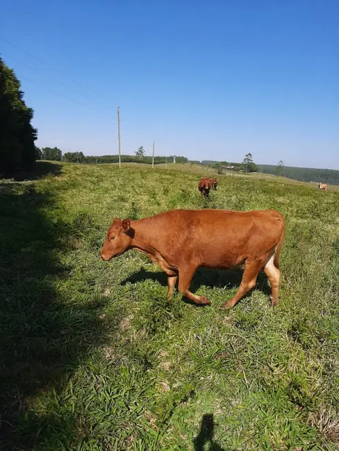 Foto 2 de Fazenda / Haras à venda, 50m2 em Sao Miguel Arcanjo - SP