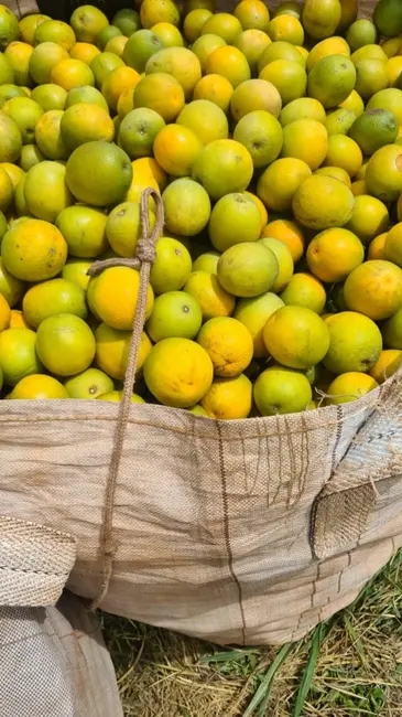 Foto 1 de Fazenda / Haras à venda, 181m2 em Área Rural de Araraquara, Araraquara - SP