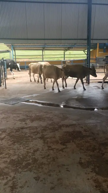 Foto 3 de Fazenda / Haras à venda, 120m2 em Sao Goncalo Do Sapucai - MG