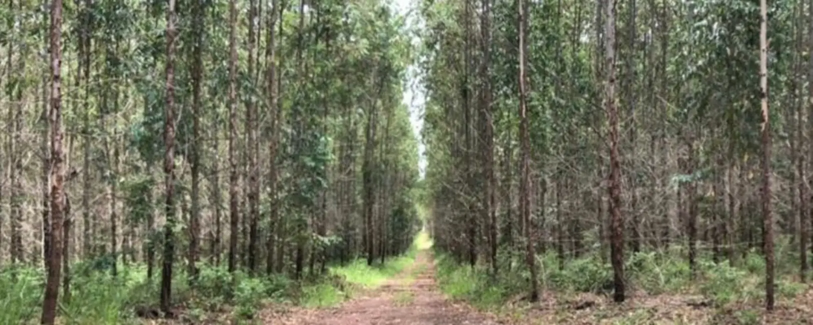 Foto 5 de Fazenda / Haras à venda, 449m2 em Sao Simao - SP