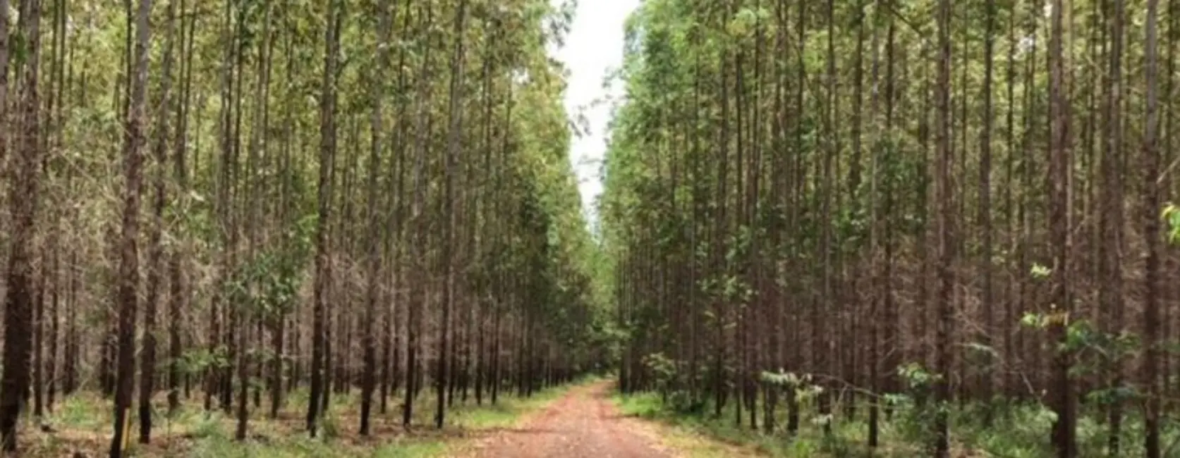 Foto 1 de Fazenda / Haras à venda, 449m2 em Sao Simao - SP