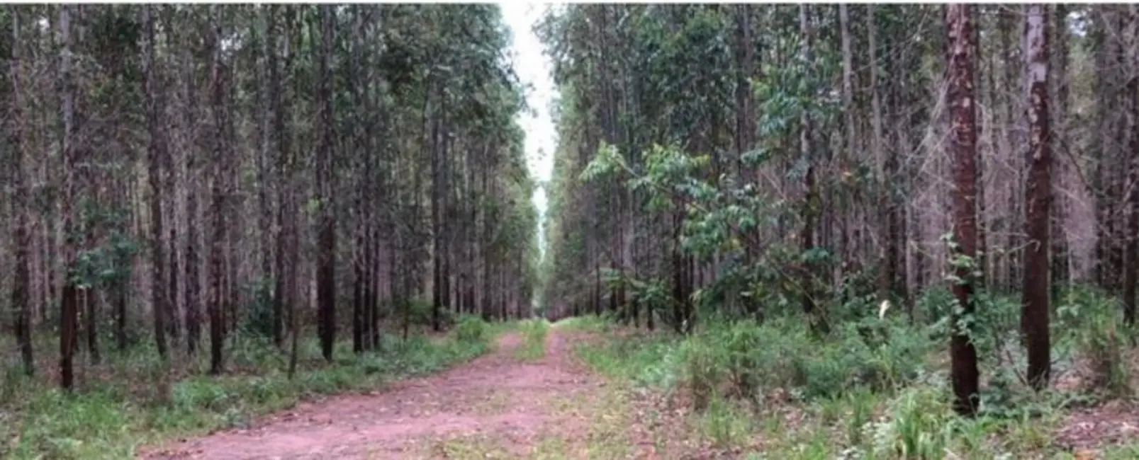 Foto 2 de Fazenda / Haras à venda, 449m2 em Sao Simao - SP