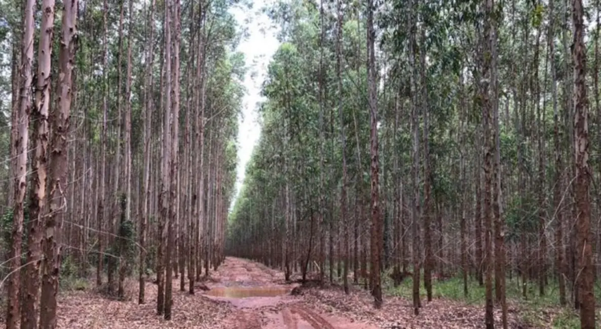 Foto 7 de Fazenda / Haras à venda, 449m2 em Sao Simao - SP