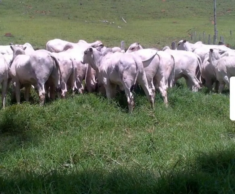 Fazenda / Haras à venda, 458m2 em Área Rural de Ribeirão Preto, Ribeirao Preto - SP - imagem 6 Foto 6 de Fazenda / Haras à venda, 458m2 em Área Rural de Ribeirão Preto, Ribeirao Preto - SP