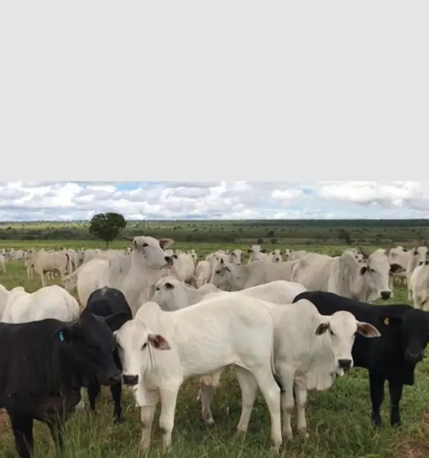 Fazenda / Haras à venda, 458m2 em Área Rural de Ribeirão Preto, Ribeirao Preto - SP - imagem 3 Foto 3 de Fazenda / Haras à venda, 458m2 em Área Rural de Ribeirão Preto, Ribeirao Preto - SP