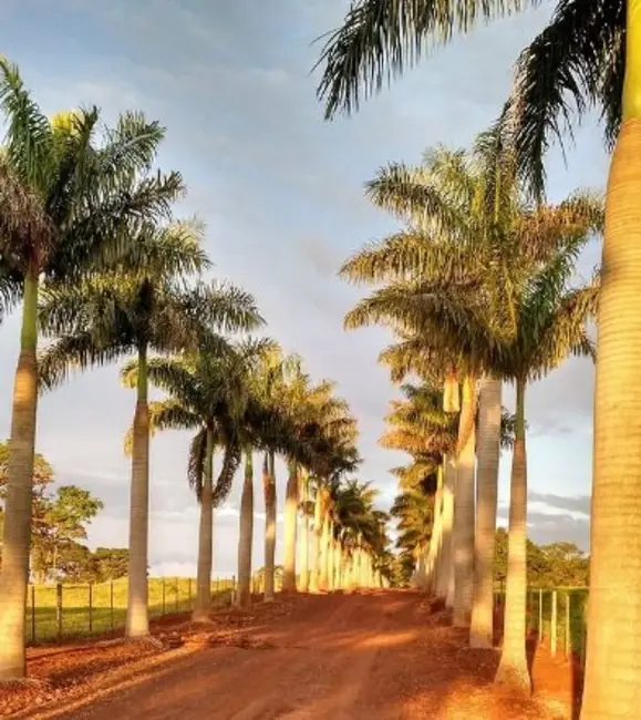 Foto 9 de Fazenda / Haras à venda, 2300000m2 em Santa Isabel - SP