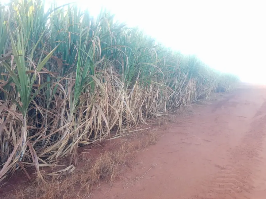 Foto 1 de Fazenda / Haras à venda, 2600m2 em Centro, Campinas - SP