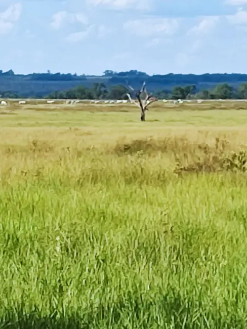Foto 2 de Fazenda / Haras à venda, 537m2 em Ribas Do Rio Pardo - MS