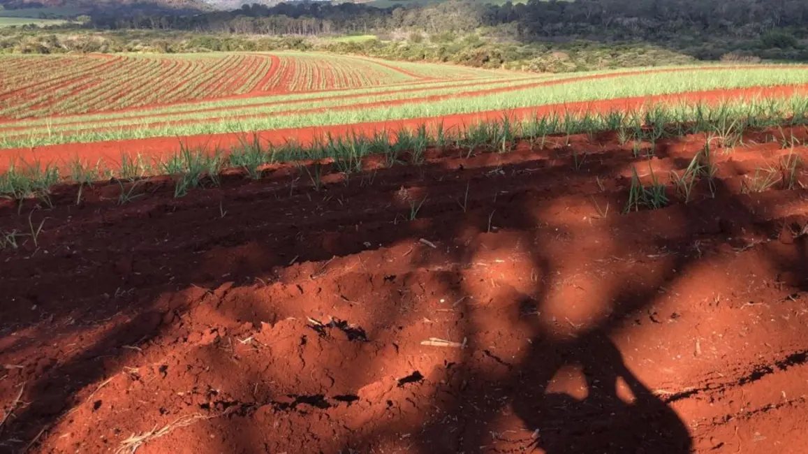 Foto 7 de Fazenda / Haras à venda, 174m2 em Ibate - SP