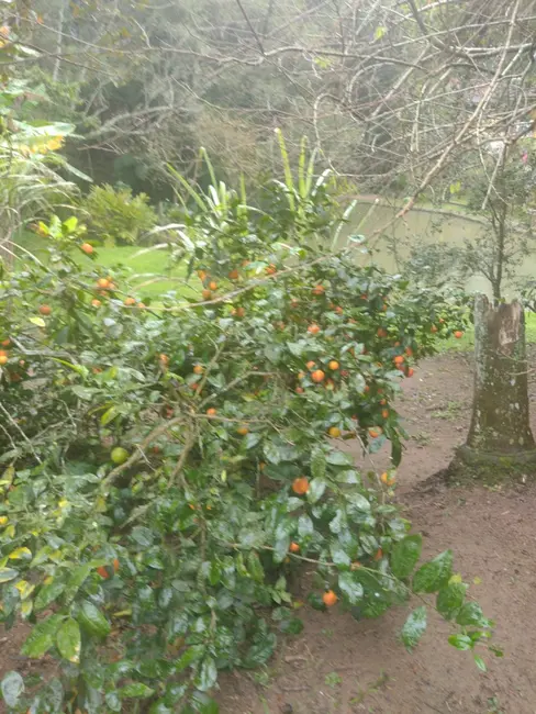 Chácara com 4 quartos à venda, 4500m2 em Ibiuna - SP - imagem 9 Foto 9 de Chácara com 4 quartos à venda, 4500m2 em Ibiuna - SP