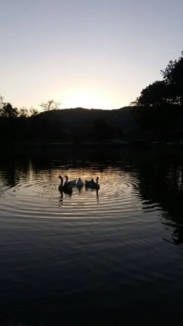 Foto 9 de Fazenda / Haras à venda, 32m2 em Centro, Vargem - SP