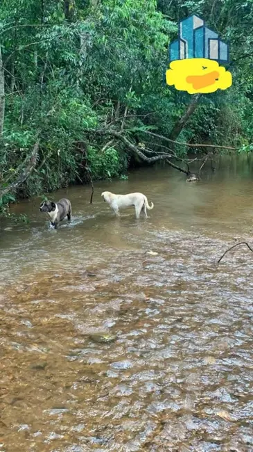 Foto 4 de Fazenda / Haras à venda, 300m2 em Piumhi - MG
