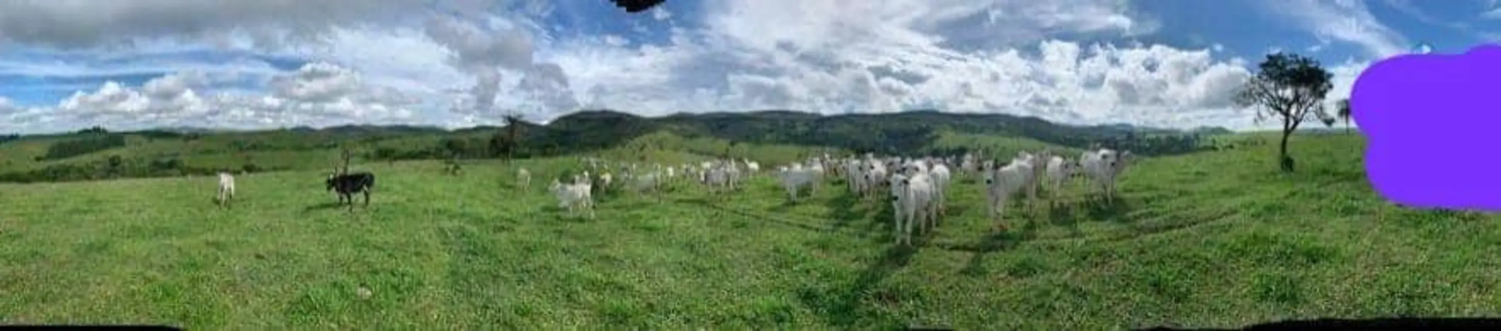 Foto 2 de Fazenda / Haras à venda, 300m2 em Piumhi - MG