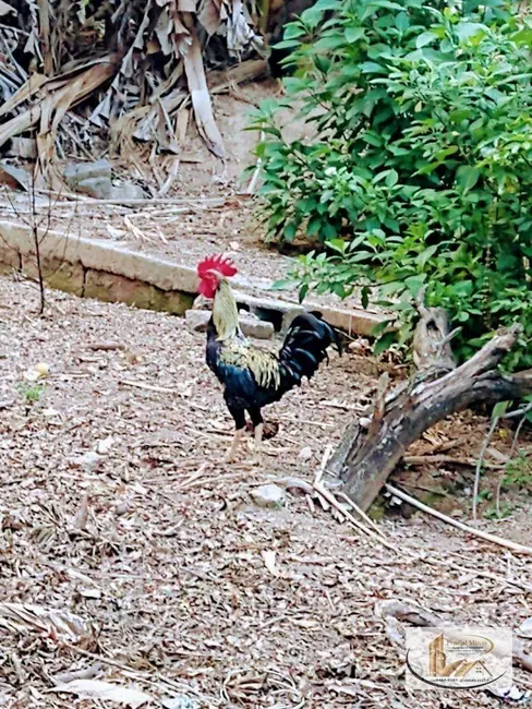 Foto 8 de Casa de Condomínio com 4 quartos à venda, 1843m2 em Baronesa (São Benedito), Santa Luzia - MG