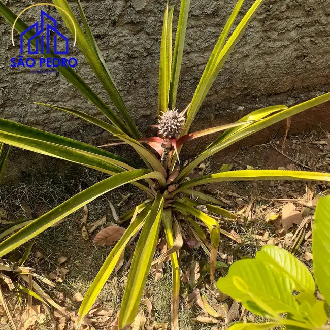 Foto 3 de Terreno / Lote à venda, 1000m2 em Sao Pedro - SP