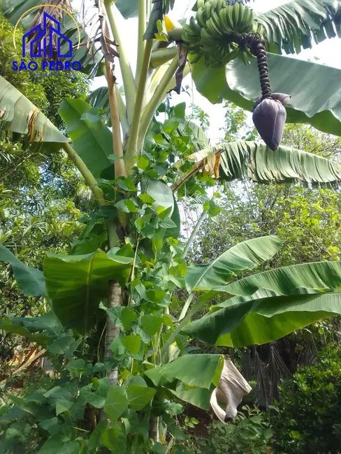 Foto 7 de Casa com 4 quartos à venda, 5000m2 em Sao Pedro - SP