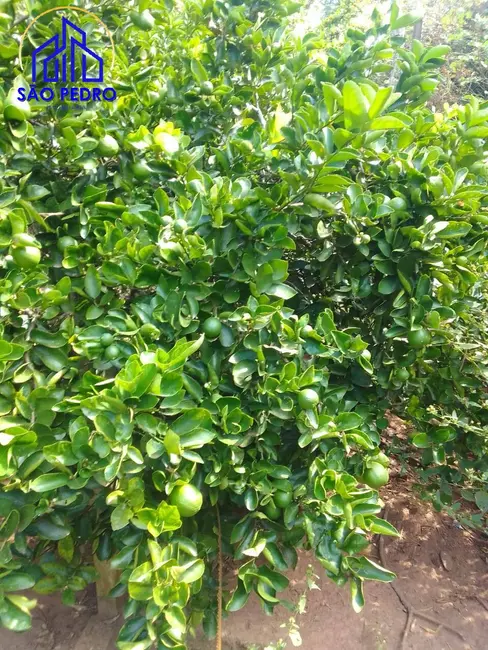 Foto 5 de Casa com 4 quartos à venda, 5000m2 em Sao Pedro - SP