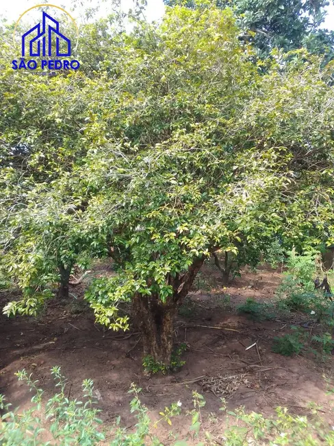 Foto 6 de Casa com 4 quartos à venda, 5000m2 em Sao Pedro - SP