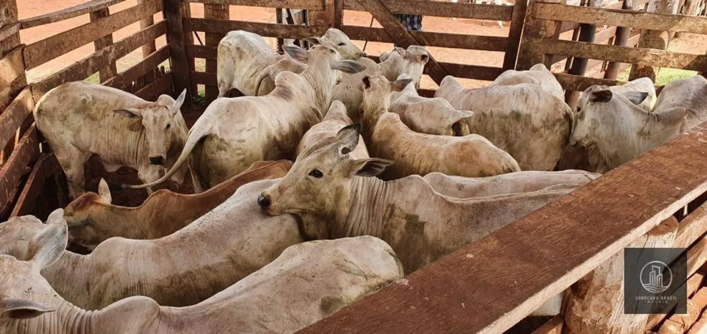 Foto 6 de Fazenda / Haras à venda, 3242800m2 em Centro, Itajobi - SP