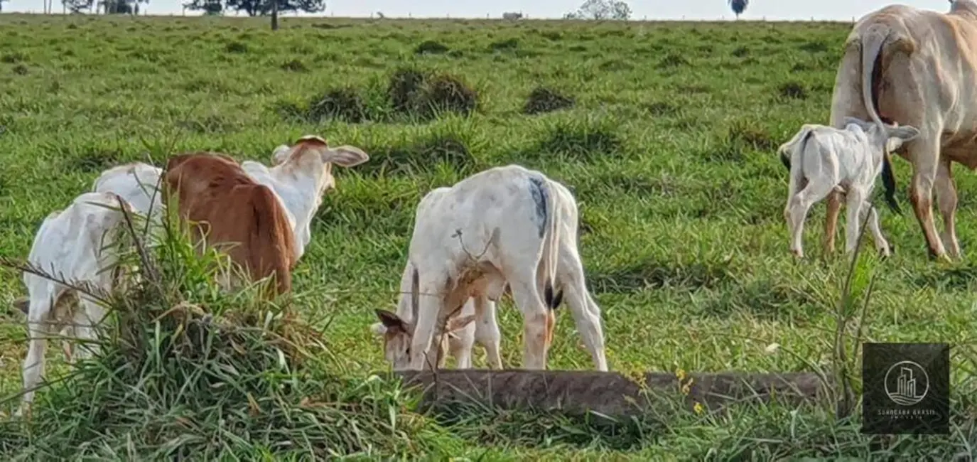 Foto 7 de Fazenda / Haras à venda, 3242800m2 em Centro, Itajobi - SP