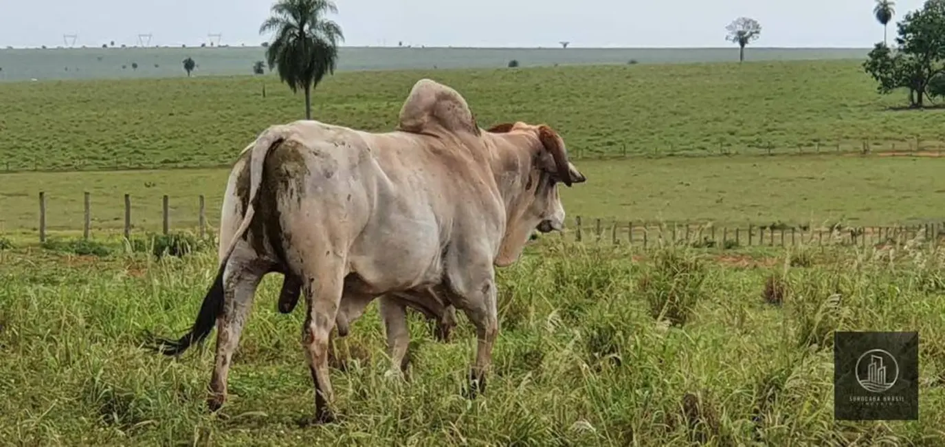 Foto 9 de Fazenda / Haras à venda, 3242800m2 em Centro, Itajobi - SP