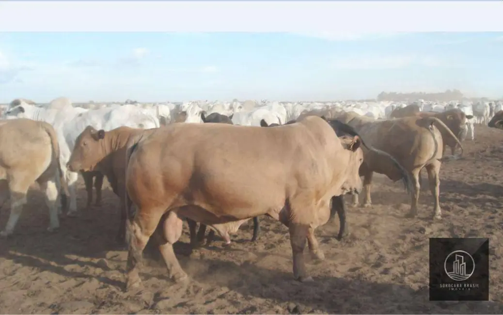 Fazenda / Haras à venda, 16777215m2 em Sorriso - MT - imagem 7 Foto 7 de Fazenda / Haras à venda, 16777215m2 em Sorriso - MT