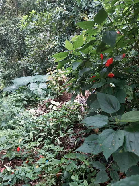 Foto 3 de Lote de Condomínio à venda, 1355m2 em Arujázinho I, II e III, Aruja - SP