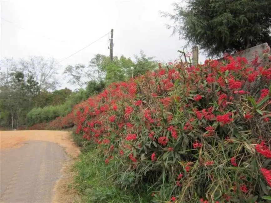 Foto 9 de Sítio / Rancho com 2 quartos à venda, 20000m2 em Boa Vista, Mogi Das Cruzes - SP