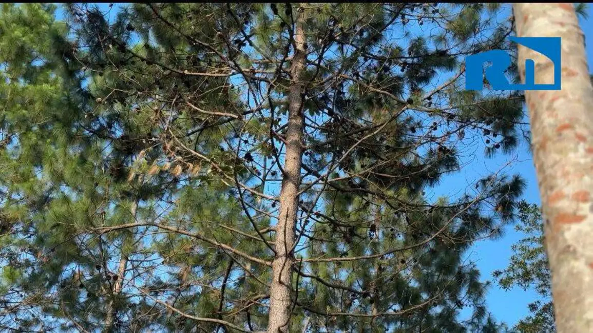 Foto 15 de Casa à venda, 2000m2 em Jardim Casa Branca, Caraguatatuba - SP