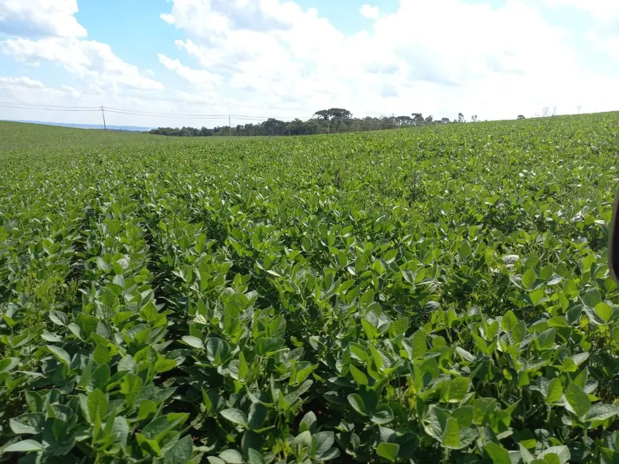 Foto 5 de Sala Comercial à venda, 338800m2 em Uvaranas, Ponta Grossa - PR