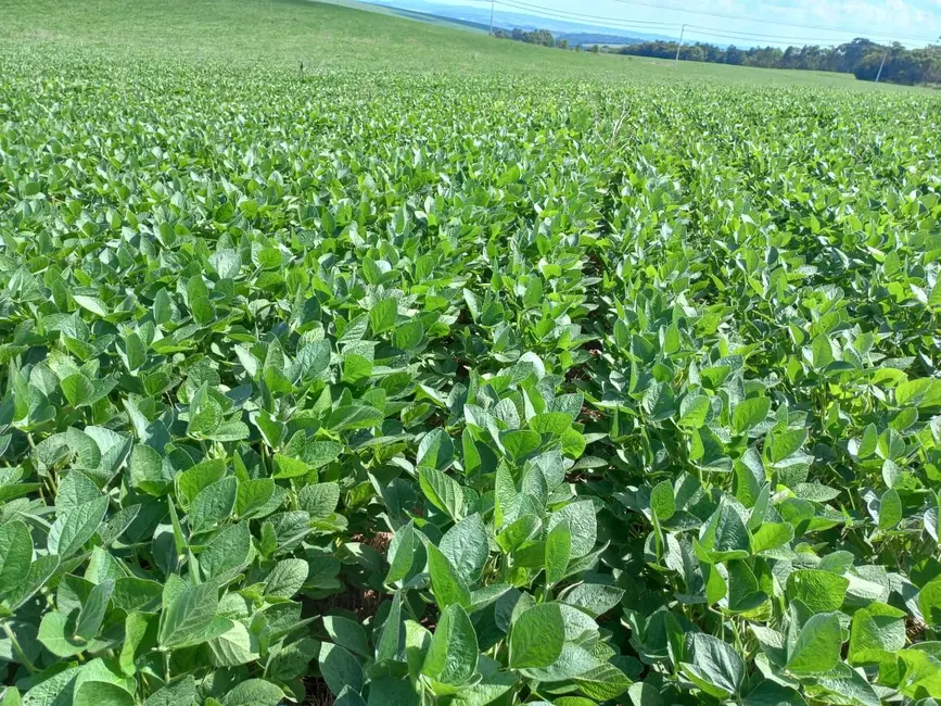 Foto 4 de Sala Comercial à venda, 338800m2 em Uvaranas, Ponta Grossa - PR