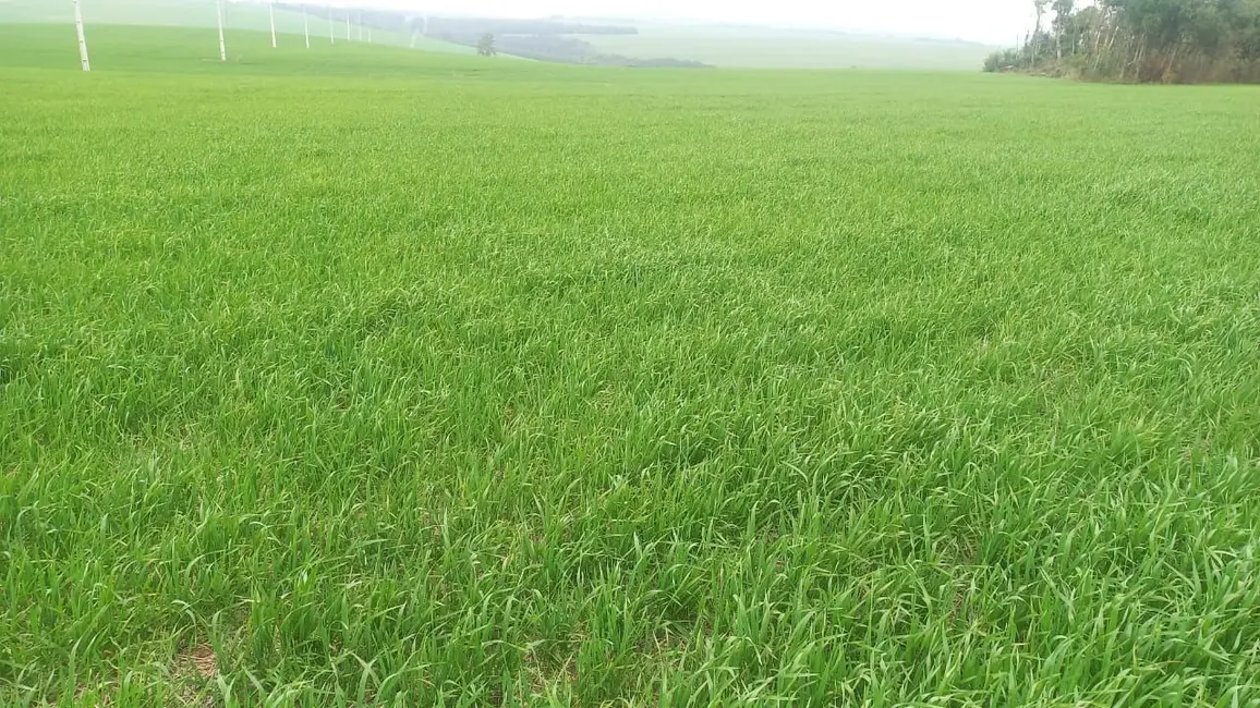 Foto 7 de Sala Comercial à venda, 338800m2 em Uvaranas, Ponta Grossa - PR