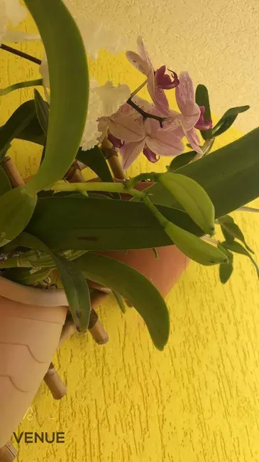 Foto 7 de Sobrado com 3 quartos à venda, 125m2 em Jardim Virginia Bianca, São Paulo - SP