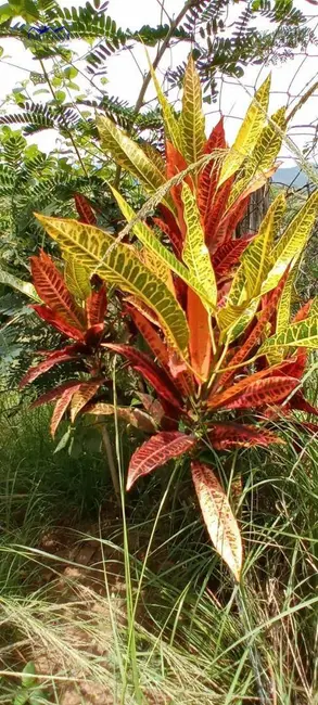 Foto 3 de Sítio / Rancho com 6 quartos à venda, 3200m2 em Pindobas, Marica - RJ