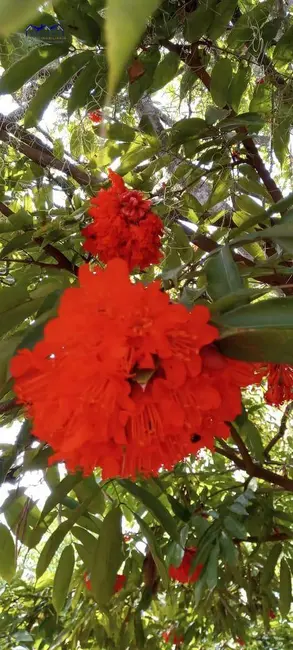 Foto 6 de Sítio / Rancho com 6 quartos à venda, 3200m2 em Pindobas, Marica - RJ