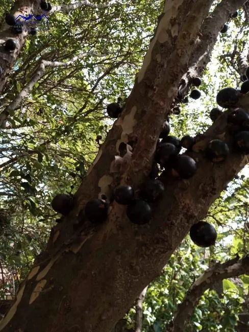 Foto 5 de Sítio / Rancho com 6 quartos à venda, 3200m2 em Pindobas, Marica - RJ