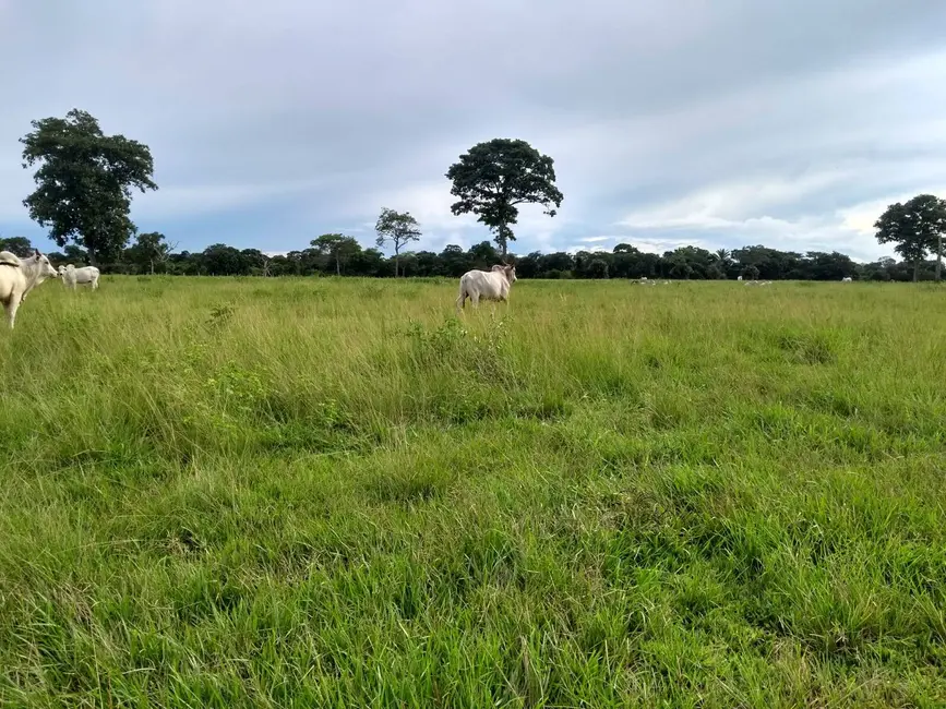Foto 13 de Chácara à venda, 2250m2 em Área Rural de Rondonópolis, Rondonopolis - MT