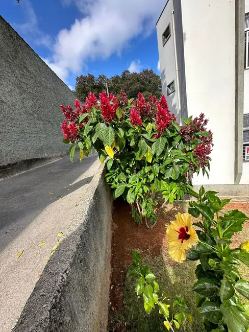 Foto 4 de Apartamento com 3 quartos à venda, 60m2 em Califórnia, Belo Horizonte - MG