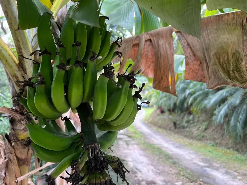 Foto 5 de Sítio / Rancho com 5 quartos à venda, 18500m2 em Escalvados, Navegantes - SC