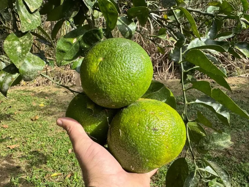 Foto 8 de Sítio / Rancho com 3 quartos à venda, 8951m2 em Centro, Balneario Picarras - SC