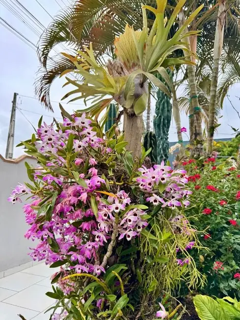 Foto 4 de Casa com 3 quartos à venda, 540m2 em São Domingos, Navegantes - SC