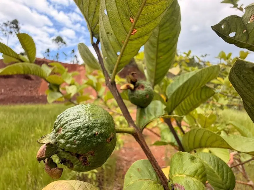 Foto 6 de Chácara à venda, 3000m2 em Luiz Alves - SC
