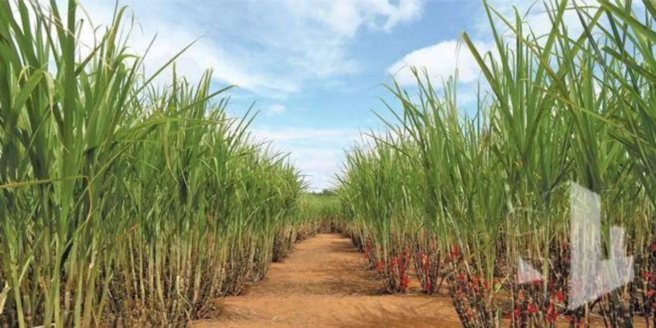 Foto 1 de Fazenda / Haras à venda, 1911800m2 em Pedregulho - SP