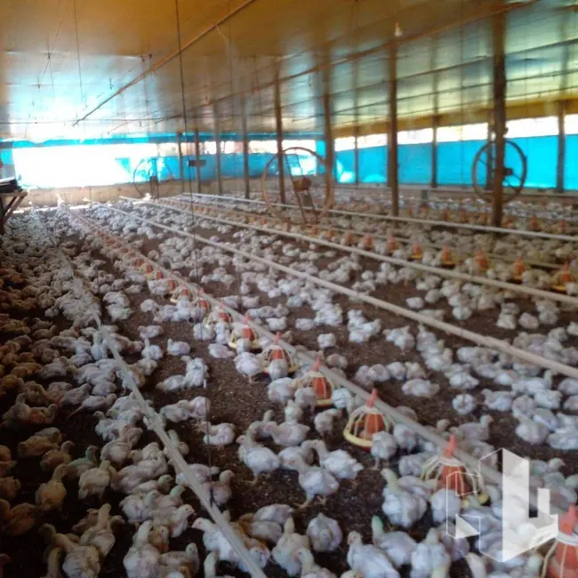 Foto 6 de Sítio / Rancho com 3 quartos à venda, 58000m2 em Itapui - SP